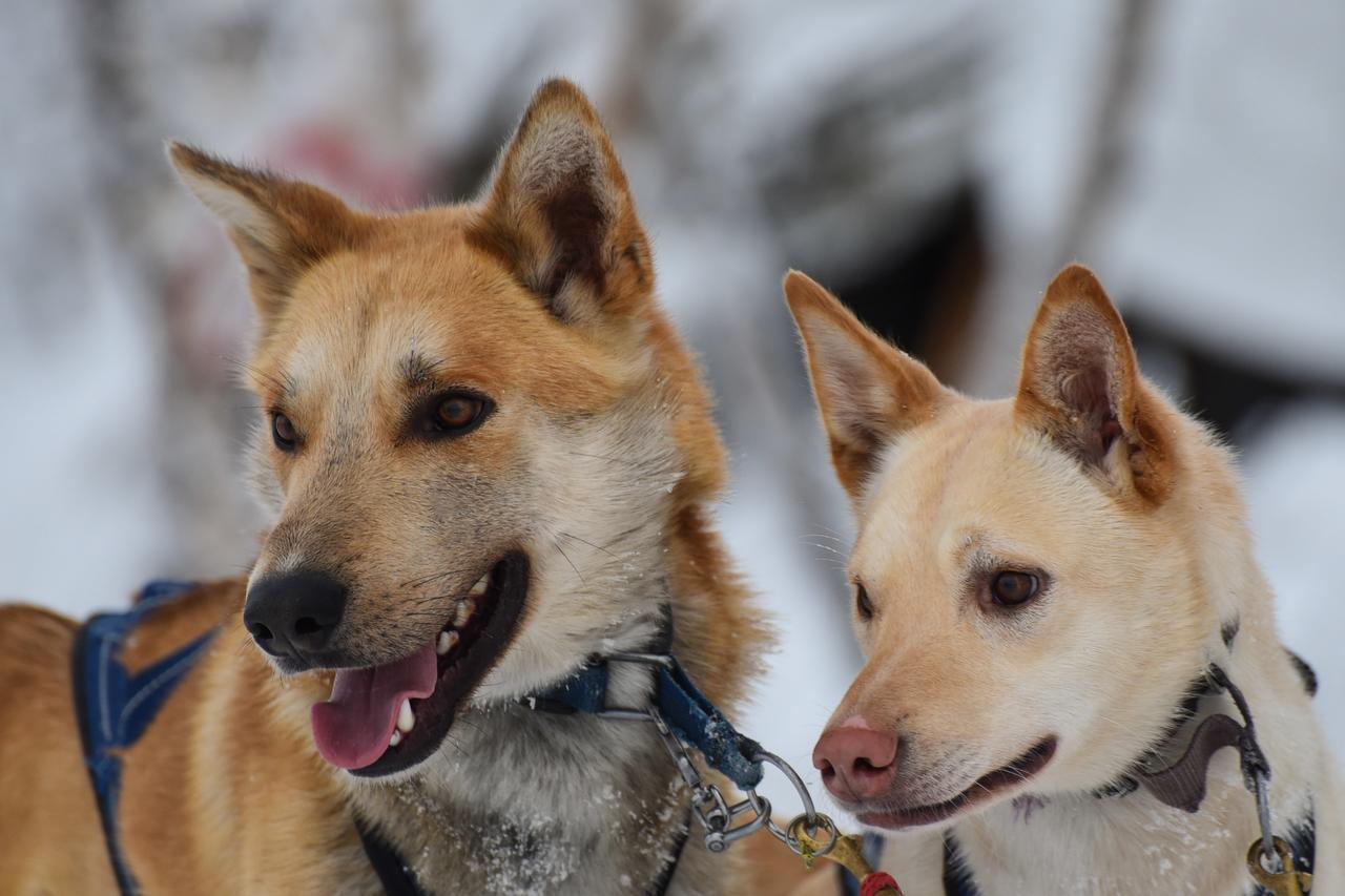 Husky Lodge Hostel Kiruna Zewnętrze zdjęcie